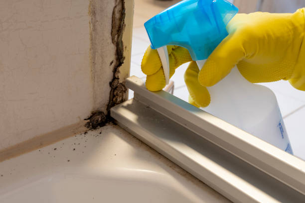 Best White Mold Remediation in Lake Cherokee, TX