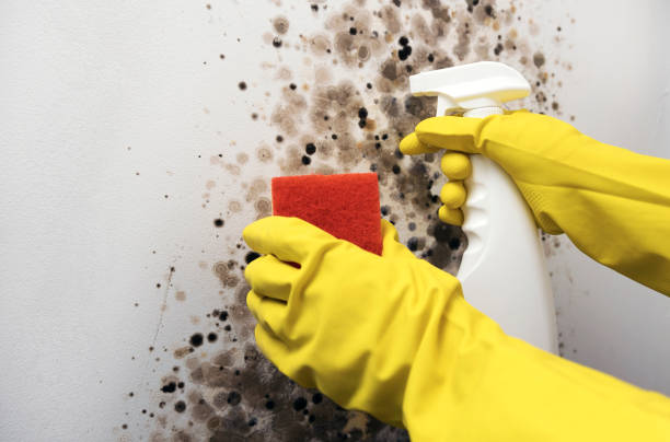 Best Industrial Mold Remediation in Lake Cherokee, TX