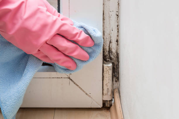 Best Industrial Mold Remediation in Lake Cherokee, TX